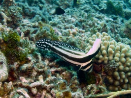 Juvenile Spotted Drumfish IMG 7779
